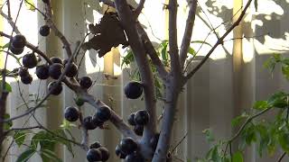 Jaboticaba Tree [upl. by Ahsita62]