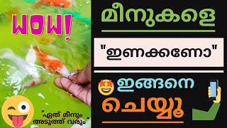 How To Tame Koi Carp Koi Carp MalayalamJapanese Koi Carp Koi Carp FoodKoiFeeding Marine Flavours [upl. by Gambrill]