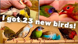 Bird Room Tour  Breeding Finches  Aviary Birds  S1Ep16 [upl. by Sassan146]