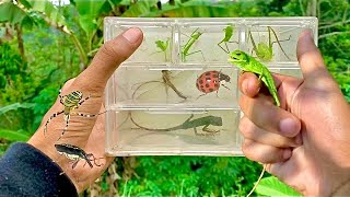 Surviving a Chameleon Attack Exciting Encounters with Tiny Insects and Praying Mantises [upl. by Rosenbaum]