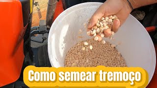 Como semear tremoço [upl. by Suanne493]