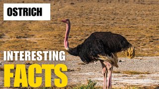 Exploring the Fascinating World of Ostrich  Interesting Facts  The Beast World [upl. by Stephine]