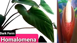 Black Homalomena Guide  Propagation amp Care  Dark Form Inflorescence [upl. by Cleopatre]