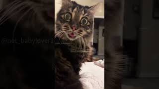 Funny Cat Momentscat catsanimals animalsfypfunnyvideos [upl. by Eednyl414]