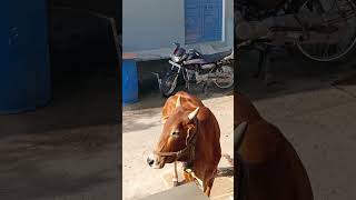 Jay Gau Mata Jay shree Ram shorts video gaumata [upl. by Bail875]