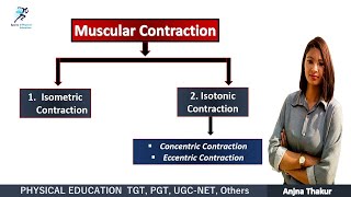 Muscular Contraction  Isometric Contraction Isotonic Contraction [upl. by Ecar]