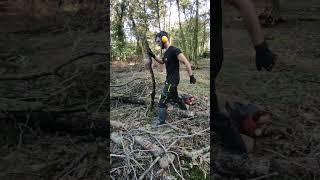 Après la tempête débitage ⛈️🪵🪓 chainsaw microentrepreneur nature husqvarna sthill tronçonneuse [upl. by Nahem]