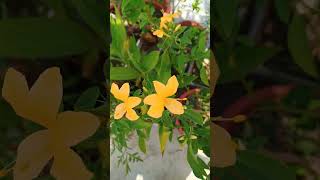 houseplants trending vajradantibarlerianature viralvideo flowers [upl. by Oznofla]