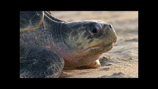 For Olive Ridley Sea Turtles Laying Eggs is Grueling Work [upl. by Annayad]