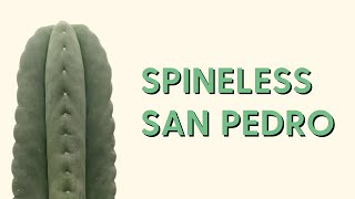 Spineless San Pedro 101  How to care for Trichocereus Scopulicola [upl. by Karen]