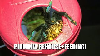 Rehousing and feeding the most venomous Newworld Tarantula in the World Psalmopoeus irminia [upl. by Adnilav]