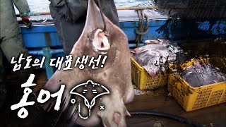 남도의 대표생선 홍어 Raja Skate ray 어영차바다야 특집 [upl. by Atiruam]