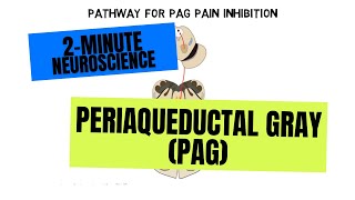 2Minute Neuroscience Periaqueductal Gray PAG [upl. by Collbaith242]