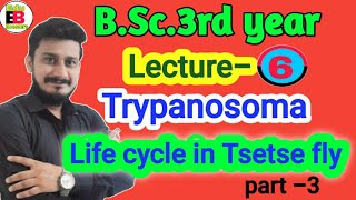 Life cycle of Trypanosoma  life cycle of Trypanosoma in tse tse fly  BSc3rd year zoology [upl. by Latsryc]