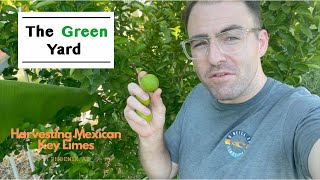 Harvesting Thornless Mexican Key Limes in Phoenix AZ [upl. by Ynes]