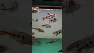 predator fish pbass  freshwater fish  pbass mono predatorfish predator fish shortsvideo [upl. by Cho]