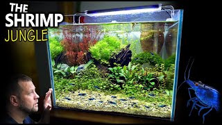 The Shrimp Jungle NEW Tank Setup for Neocaridina Shrimp Step By Step Aquascape Tutorial [upl. by Ttej500]