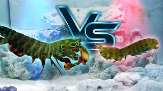 Giant Mantis Shrimp VS Small Mantis Shrimp [upl. by Nwahshar]