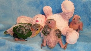 56 week old Baby White Bellied Caiques [upl. by Sayette62]