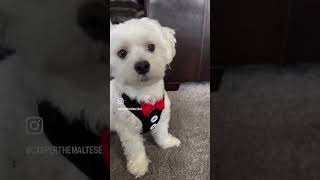 Dear diary…📔shorts youtubeshorts casperthedog viraltrendshorts puppytraining [upl. by Massingill]