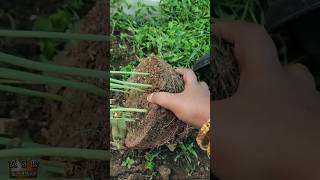 Transplanting Beans Plant askjhansi AJTerraceGarden [upl. by Iago]