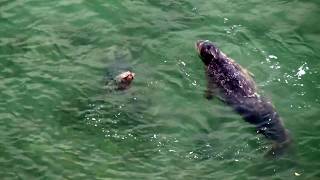 Harbor Seals Mating Courtship Mating Games Puget Sound [upl. by Eivol]