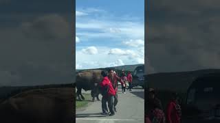 Bison Charges Tourists in Yellowstone National Park [upl. by Gorrono528]