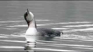 Juvenile Arctic Loon Blackthroated Diver  Gavia arctica  Genval  Belgium  10122016 [upl. by Weitzman]