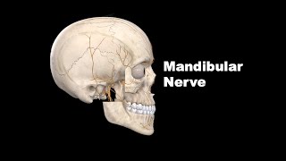 Mandibular Nerve  Live recording of the online class Anatomy mbbs education bds [upl. by Trevlac]