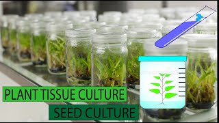 Tissue culture technique  seed culture technique [upl. by Eade]