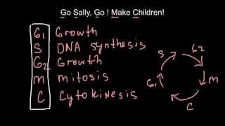 How to memorize cell cycles  mnemonic techniques [upl. by Klemperer455]