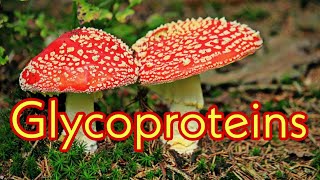 Glycoproteins  Examples amp Functions ll Glycation amp Glycosylation ll Role of mushrooms in immunity [upl. by Htedirem]