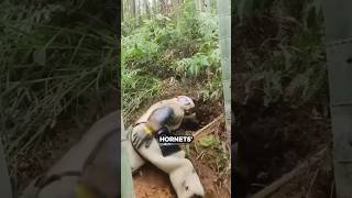 Beekeeper Removing GIANT Hornets Nest🤯😱 hornethaven [upl. by Eppesiug]