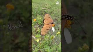 Acraea terpsicore  tawny coster butterfly female betina [upl. by Meghann]