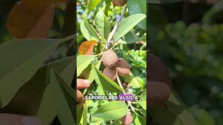 Here are the health benefits of sapodilla sawo shorts fruit sapodilla sawo [upl. by Alvin591]