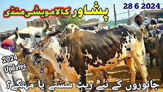 Peshawar Kala Maweshi Mandi New Updates 28 6 2024  Cow Mandi 2024  Munsif Khan Vlog [upl. by Layla140]