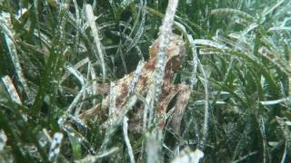 Scuba diving in Croatia  Octopus in the seagrass Hvar [upl. by Nikaniki]