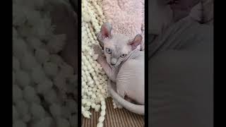 Does anyone have a putple cat cat pets sphynx cutecat [upl. by Sedecram]