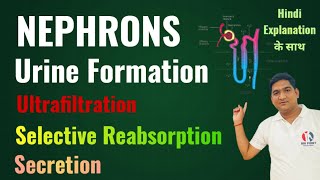 Mechanism of Urine Formation  Structure of Nephron  Life Processes  Excretion  Class 10 Ncert [upl. by Annaynek]