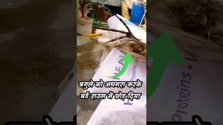 Mysteries killer in my Bird house Part 5  Bird का पेट नोच दिया 🥺  youtubeshorts mysteriousdeath [upl. by Jodi]