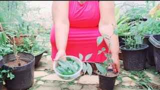 Harvesting and Pruning Pereskia Aculeata Grown in a Pot [upl. by Coney707]