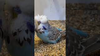 Kuşların Aşk Dansı budgerigars budgiegar kusum muhabbetkuşu showjumbo asmr shorts birds [upl. by Eycats443]