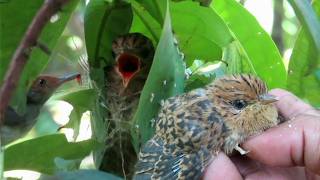 kita kurangi perkembangbiakan burung kedasih SETUJU [upl. by Eelanna837]