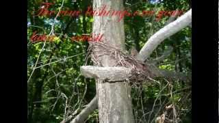 Using Virginia Creeper As cordage [upl. by Nednerb]