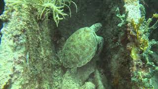 Key Largo 2024 Scuba Trip  Part II [upl. by Yalcrab]