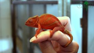 SEE AND BUY  Parsons chameleon Calumma parsonii Yellow giant unique color SOLD [upl. by Nahtaneoj346]