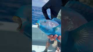 parrotfish colorfullfish ocean fishing polarblueparrotfish saltwaterfishing bloodparrotfish [upl. by Analle]