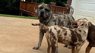 MERLE MASTIFF X BULLIES [upl. by Ydnem]