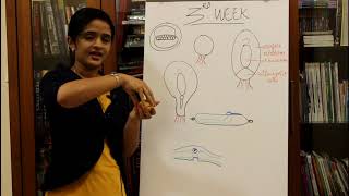 GENERAL EMBRYOLOGY  THE THIRD WEEK OF HUMAN DEVELOPMENT  DR ROSE JOSE MD DNB MNAMS [upl. by Harleigh]