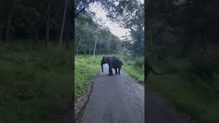 Elephant Attack Caught on Camera  A heartstopping Encounter 🐘🐘🐘 [upl. by Bluefield]